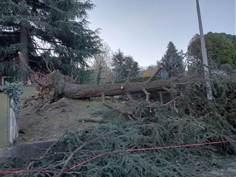 albero1.jpg (145 KB)