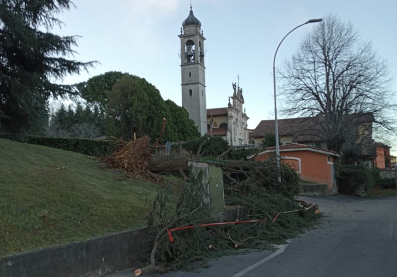 albero2.jpg (92 KB)