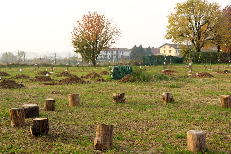 casatenovo_giornata_albero_4.jpg (418 KB)