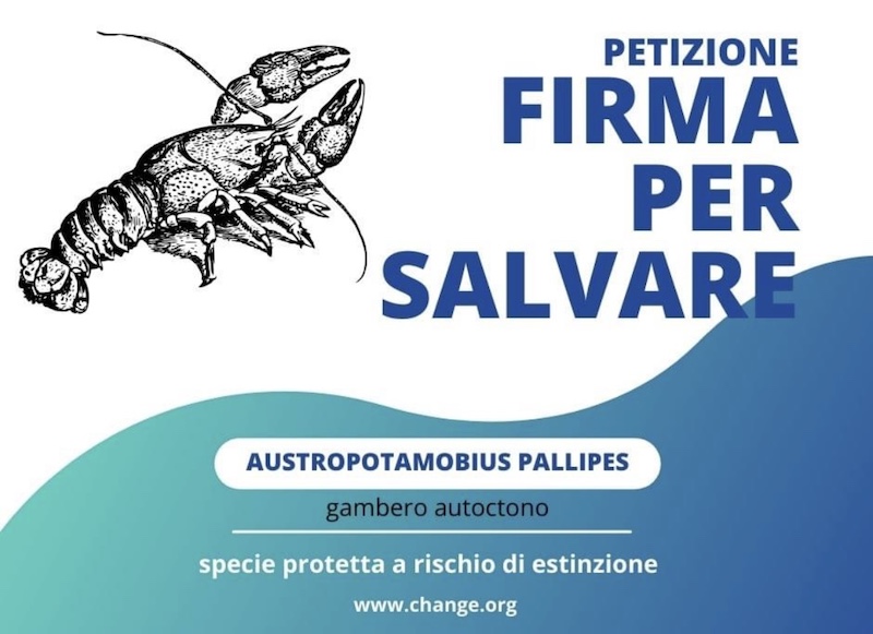 Pusiano_social00005.jpg (114 KB)