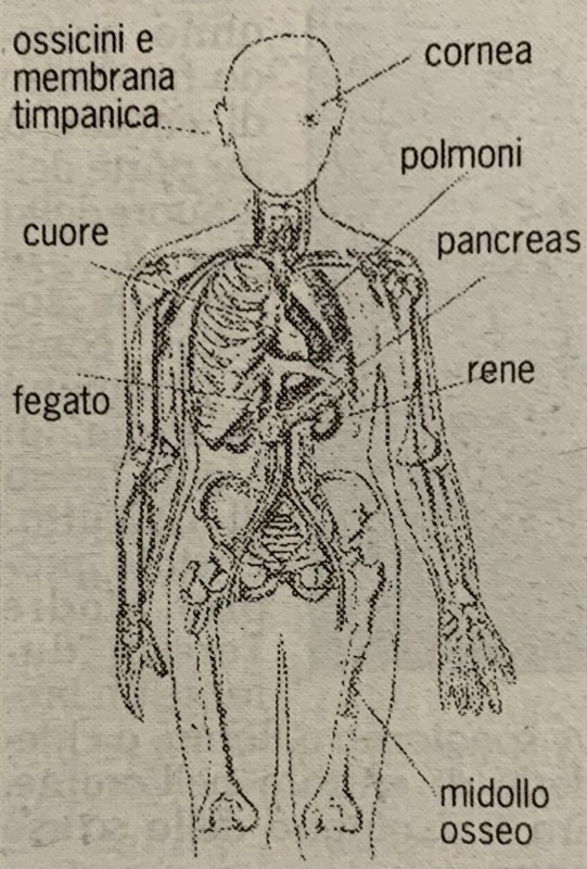 AccadevaCasatese5.jpeg (124 KB)