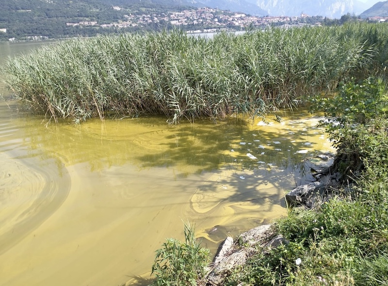 Annone_lago_cianobatteri.jpg (280 KB)