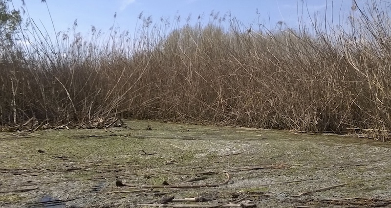 Rogeno_alghe_lago00001.jpg (203 KB)
