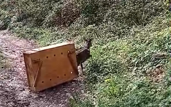 capriolo.jpg (103 KB)