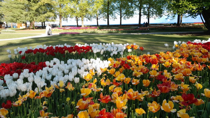 Fiori nella vicina Svizzera