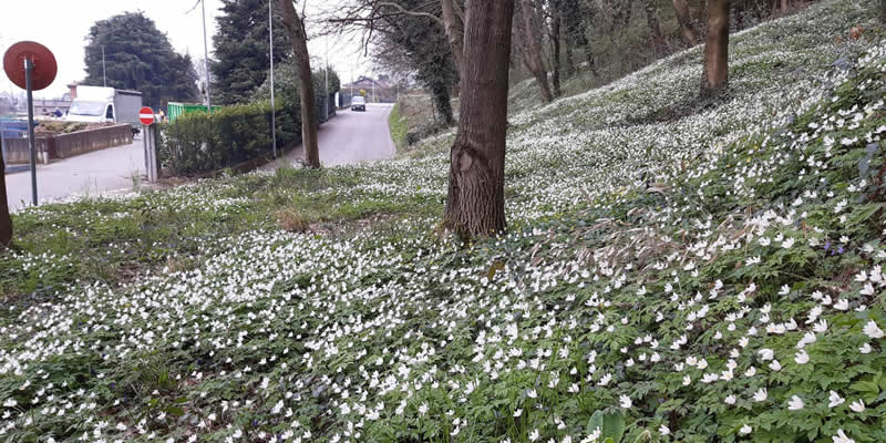 Barzanò: in Via della Selva spunta un tappeto di fiori bianchi