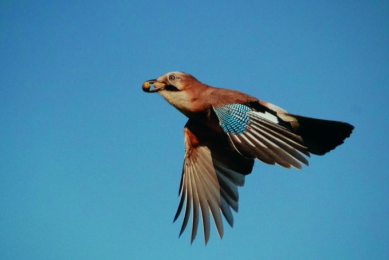 fauna_secondo.jpg (49 KB)
