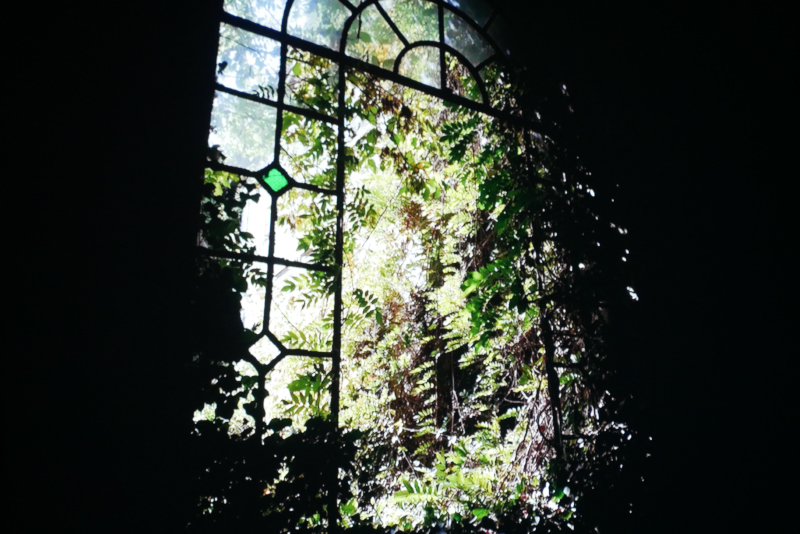 flora_secondo.jpg (442 KB)