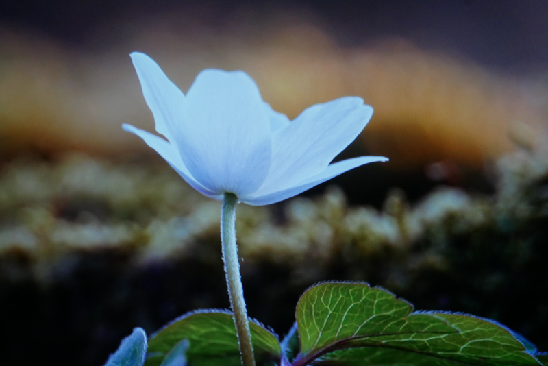 flora_terzo.jpg (302 KB)