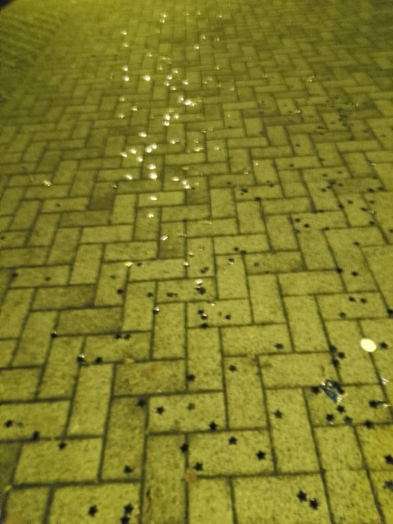 Casate_rifiuti2.jpg (243 KB)