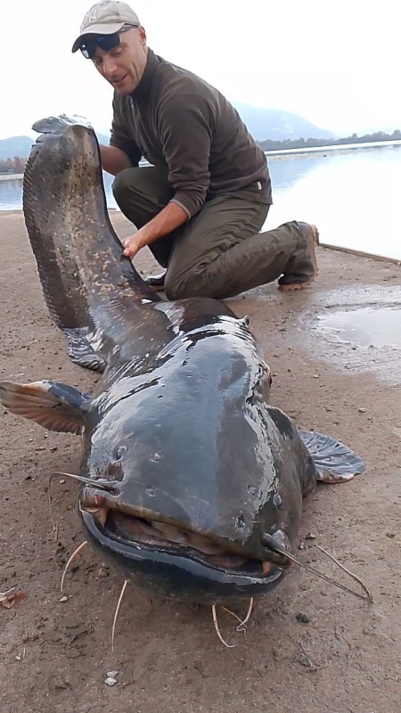 Il_siluro_di_grandi_dimensioni_catturato_ad_Alserio.jpg (96 KB)