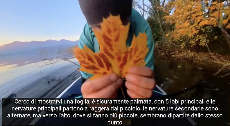 Rogeno_video_calvino4.png (541 KB)