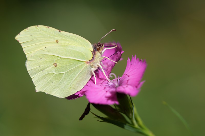 Una_delle_immagini_del_calendario_Mese_di_Marzo.JPG (46 KB)