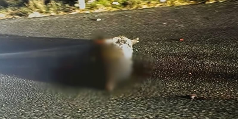 cinghialiprima.jpg (75 KB)