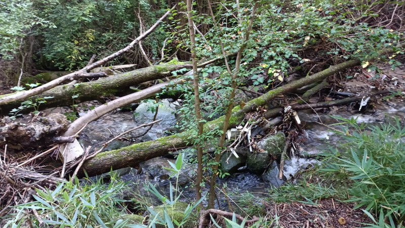 cremellapc__2_.jpeg (180 KB)