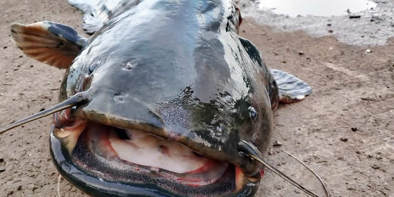 pescesiluroprima.jpg (52 KB)