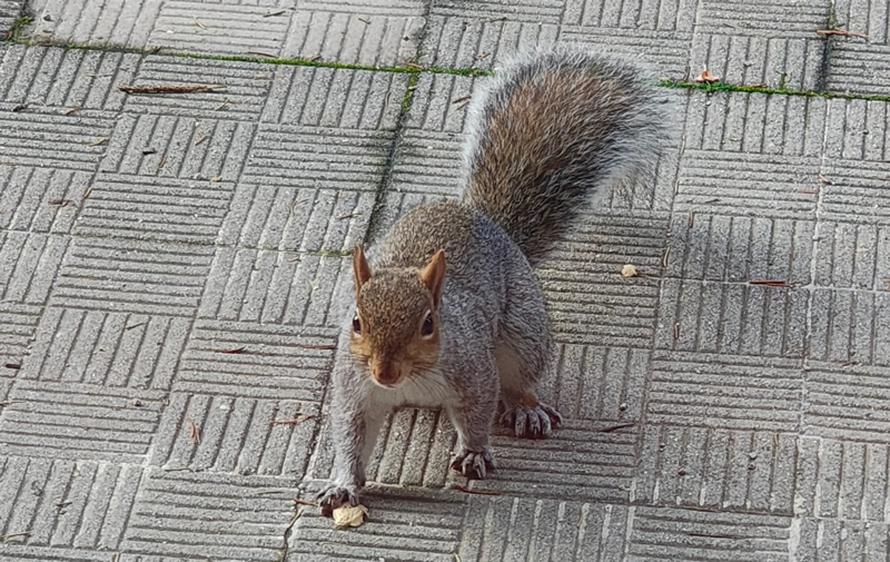scoiattolo.jpg (247 KB)