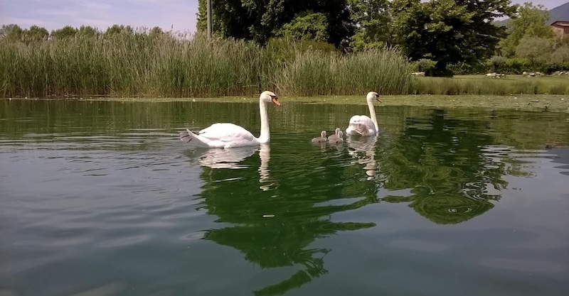 Lago_pulli00003.jpg (129 KB)
