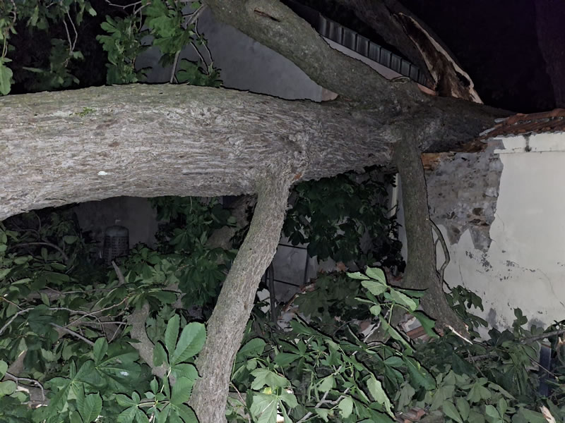 colle_albero2.jpg (124 KB)