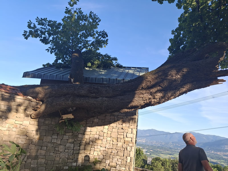 colle_albero4.jpg (136 KB)