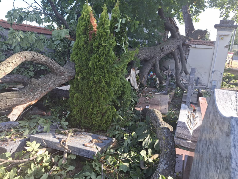 colle_albero5.jpg (154 KB)