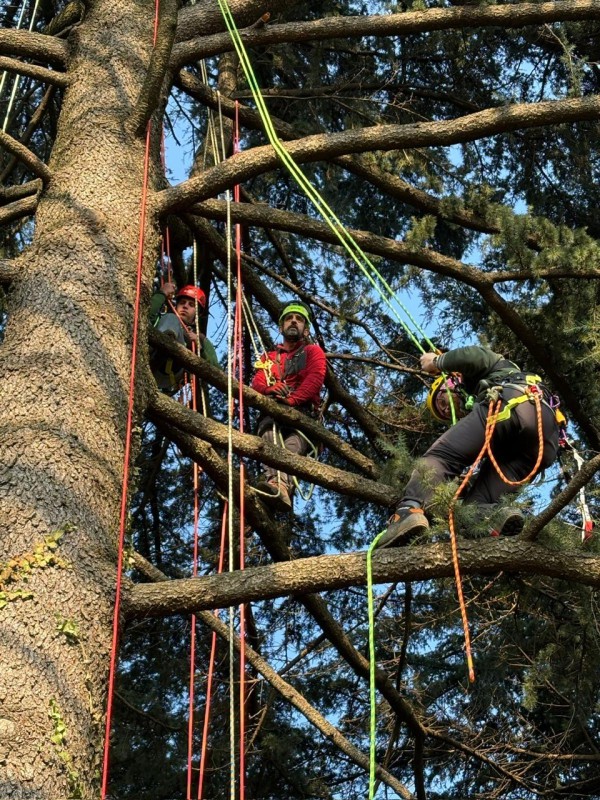tree_climbing_7.jpg (229 KB)