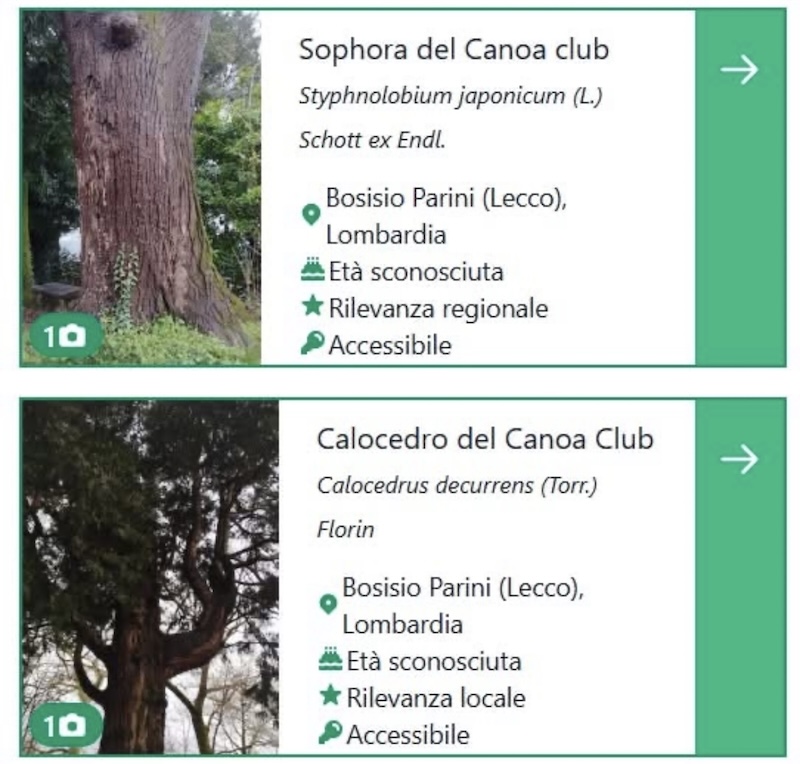 Bosisio_alberi00001.jpg (164 KB)