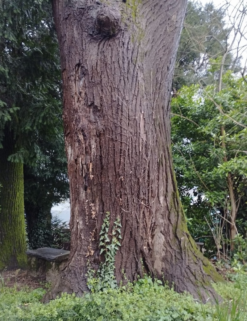 Bosisio_alberi00002.jpg (454 KB)