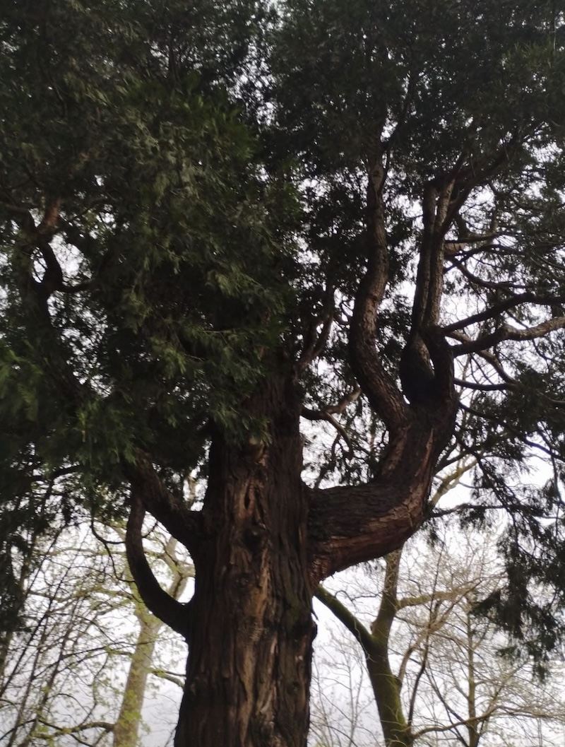 Bosisio_alberi00003.jpg (381 KB)