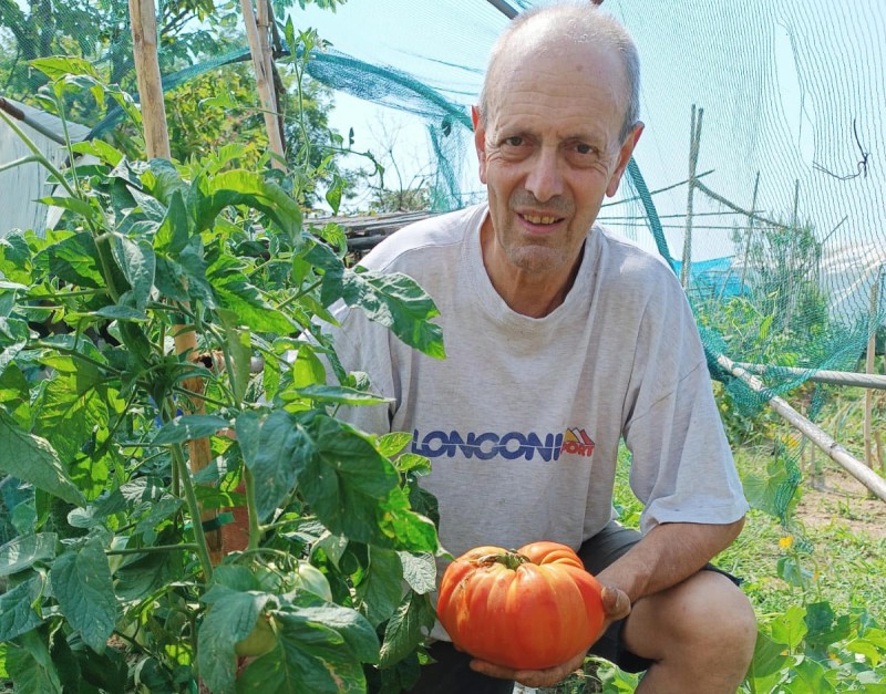 Un pomodoro da 1.6 kg nell'orto di Giovanni
