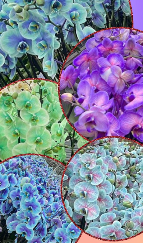 orchideee.jpg (132 KB)