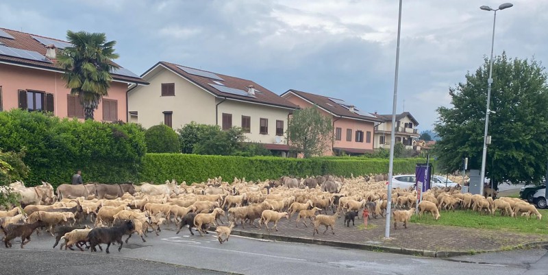 Gregge a Casatenovo