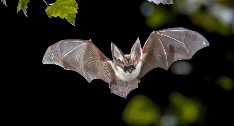 pipistrelli-3.jpg (38 KB)