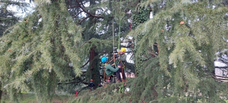 tree_climbing_3.jpg (131 KB)