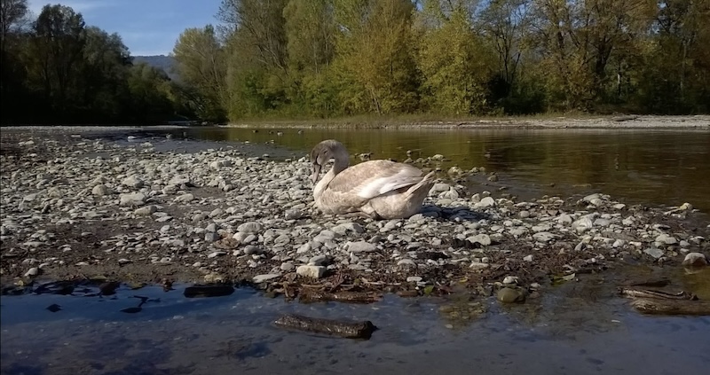Lago_pusiano_cigni00001.jpg (168 KB)