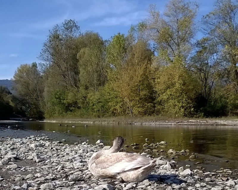 Lago_pusiano_cigni00002.jpg (253 KB)