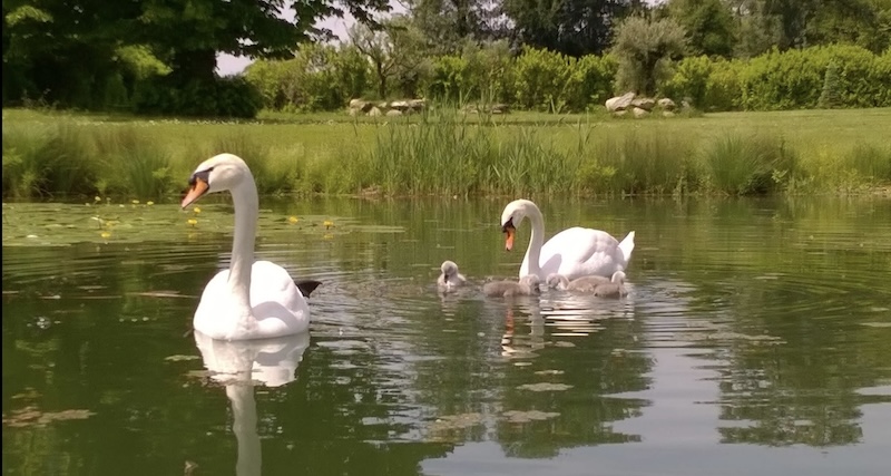 Lago_pusiano_cigni00003.jpg (140 KB)