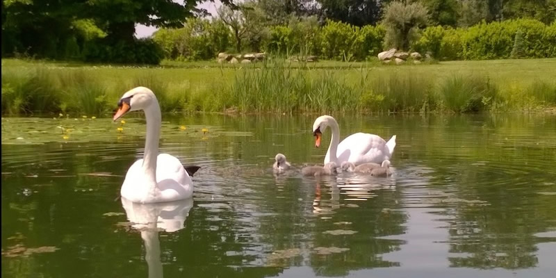 cigniprima.jpg (87 KB)