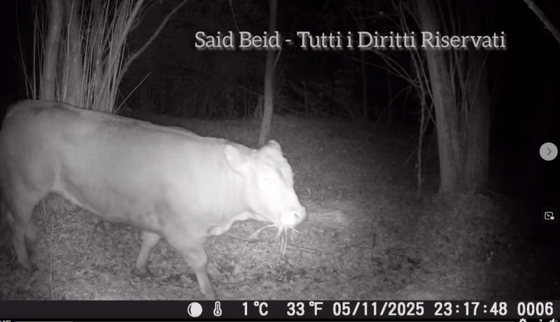 minerva1.jpg (62 KB)