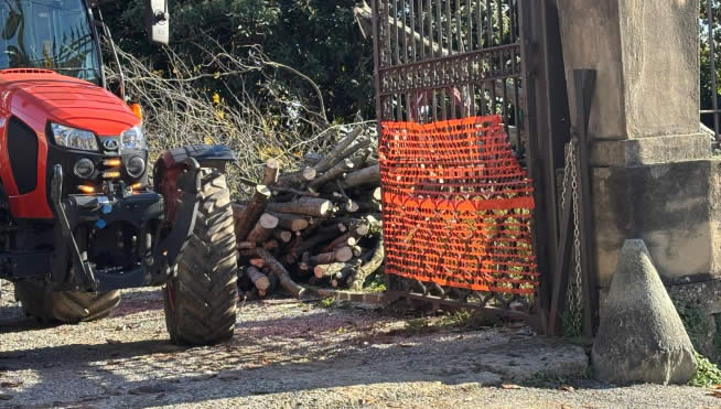 parrotia2.jpg (64 KB)