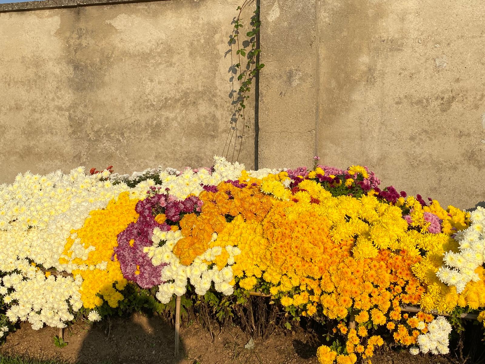 rogoredo_crisantemi__1_.jpeg (426 KB)