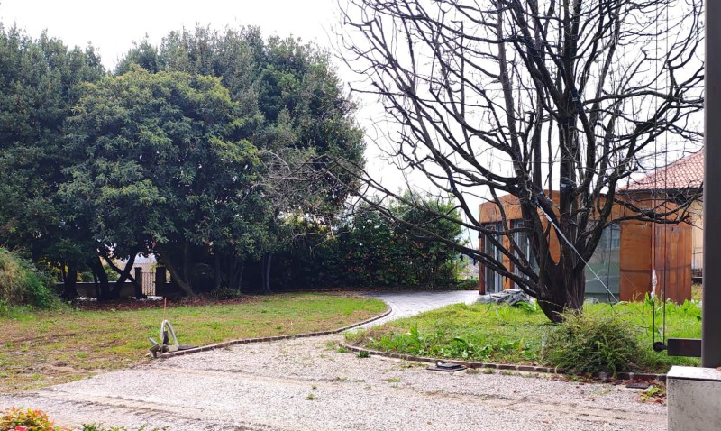 limonera2.jpg (165 KB)