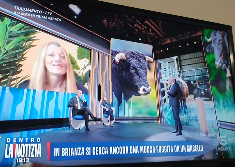 missagliatv2.jpg (106 KB)
