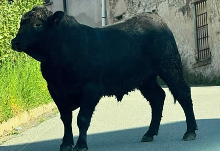 toroprima.jpg (24 KB)