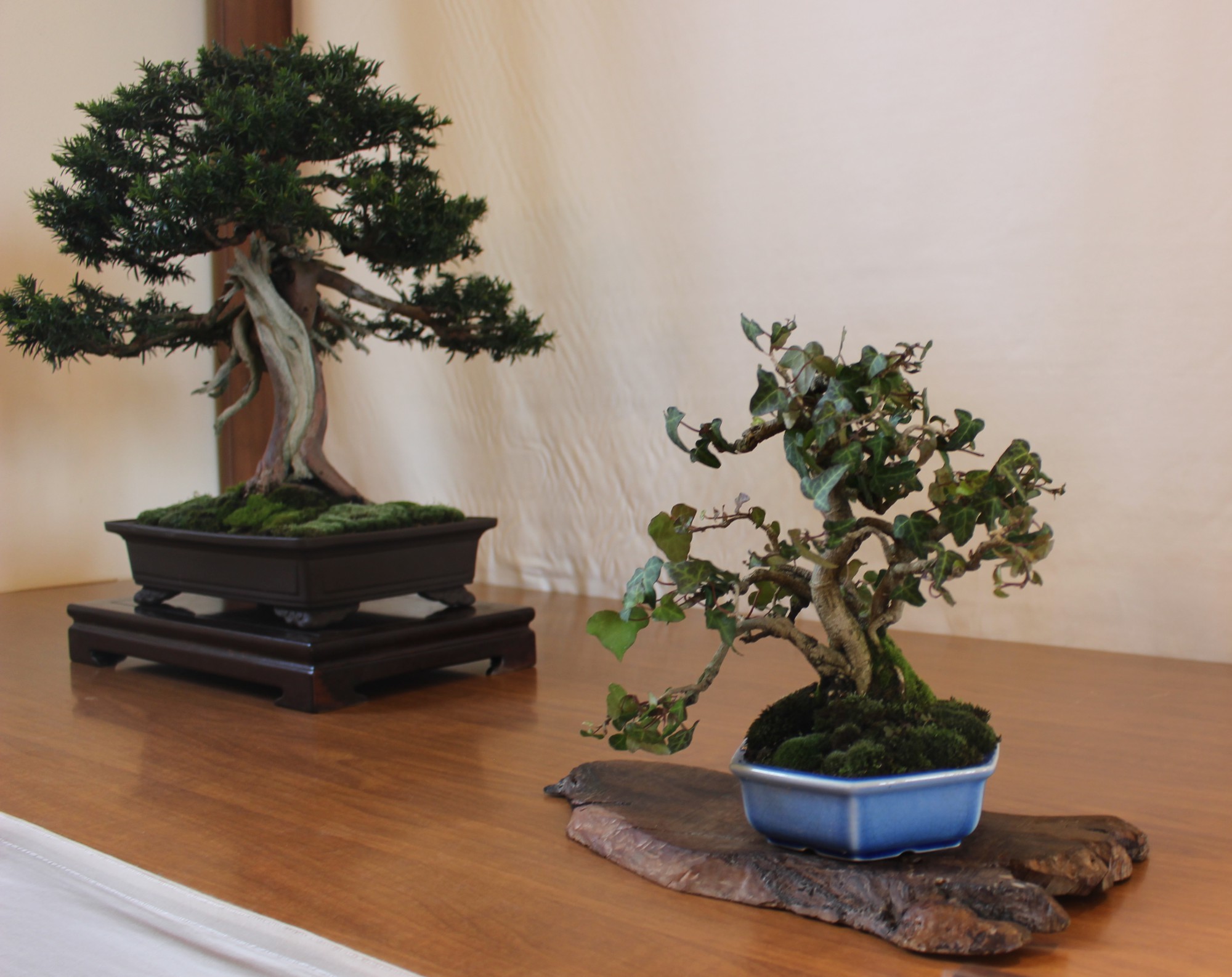 vgbonsai11.jpg (356 KB)