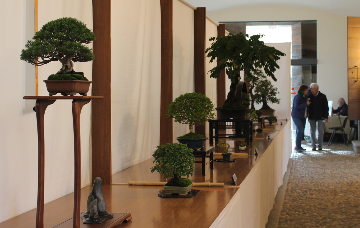 vgbonsai12.jpg (268 KB)