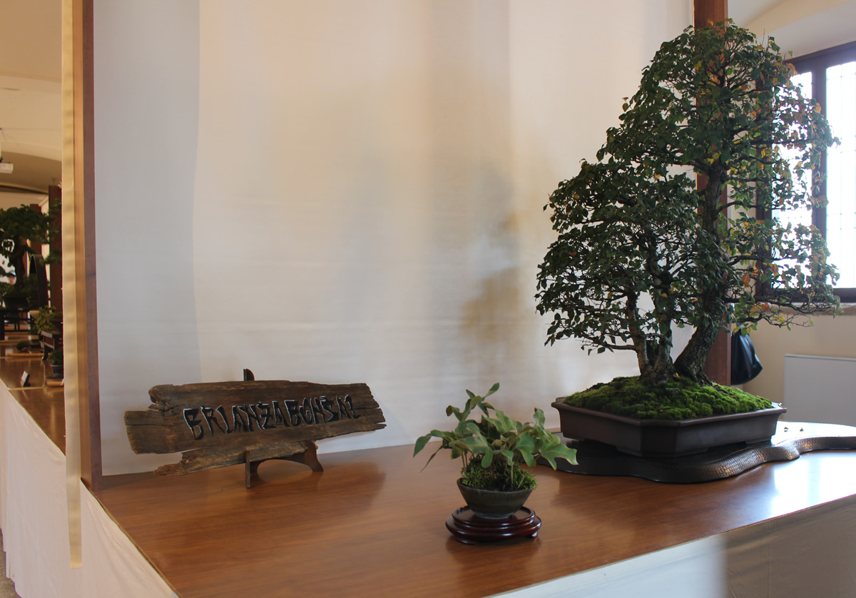 vgbonsai4.jpg (312 KB)