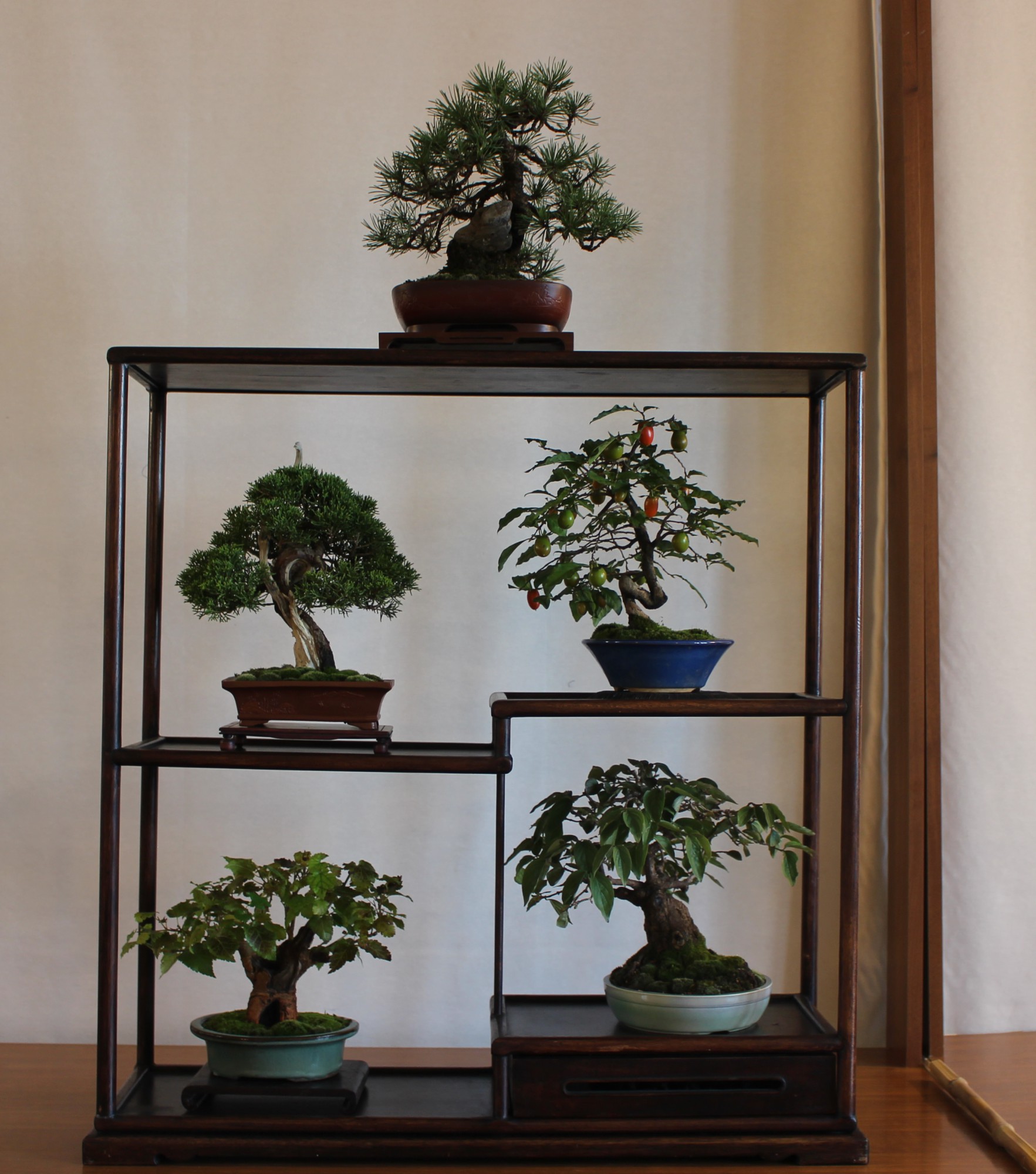vgbonsai6.jpg (450 KB)