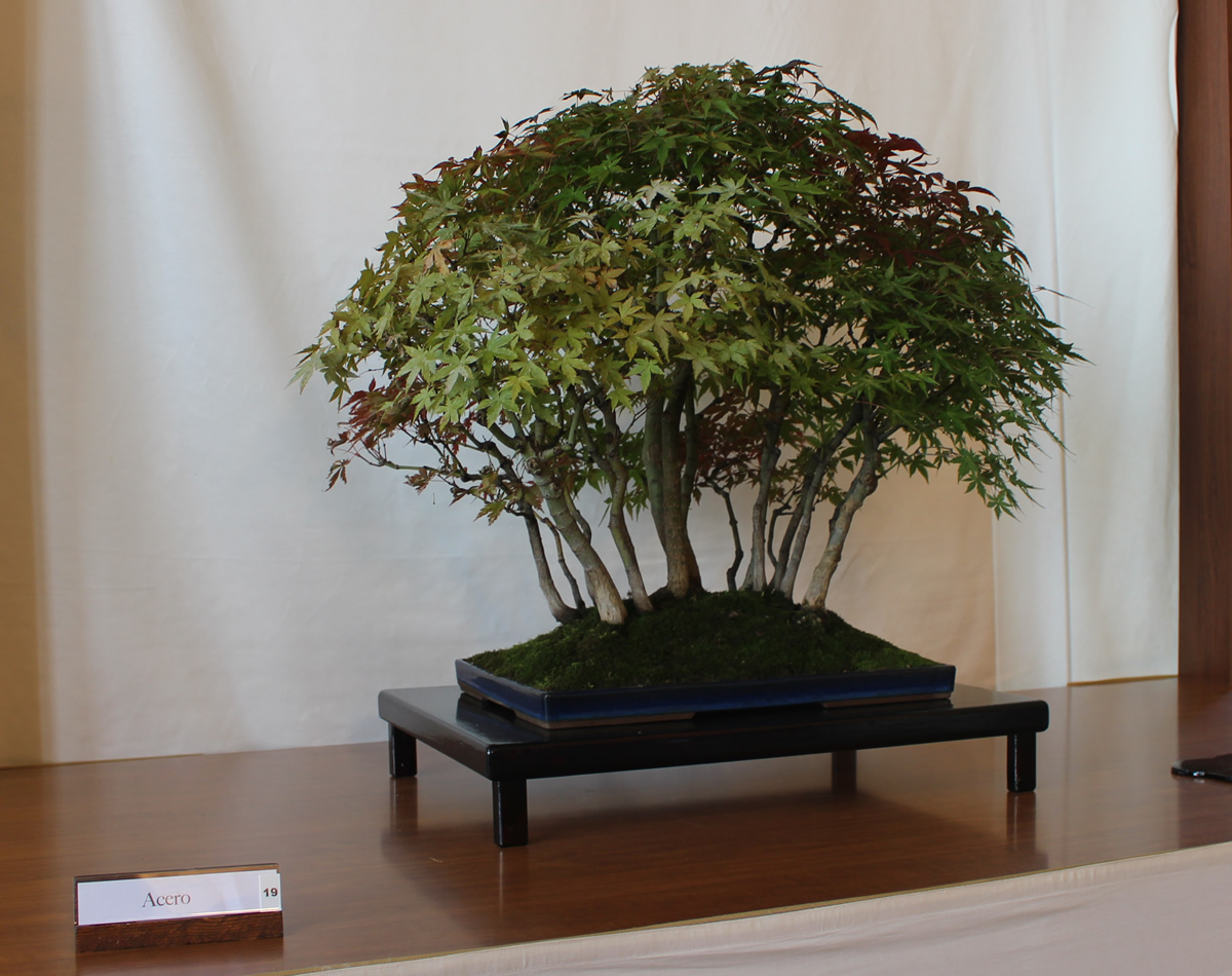 vgbonsai7.jpg (347 KB)