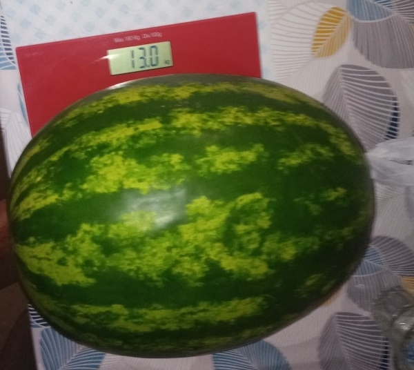 A Rogeno anguria ''record''